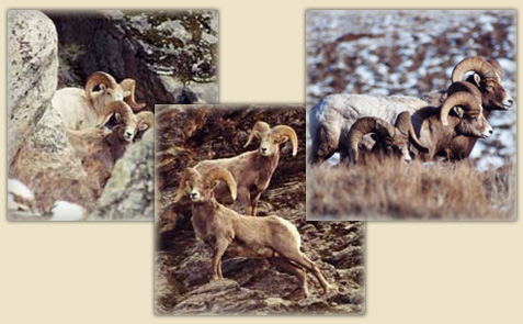NBU Supports Nevada's Wildlife