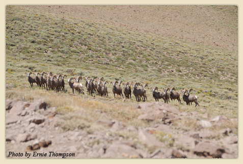 Nevada Bighorn Sheep